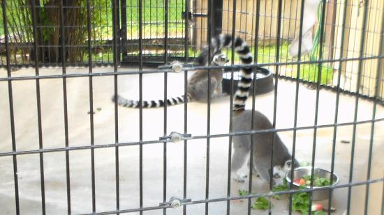 Spring River Park and Zoo